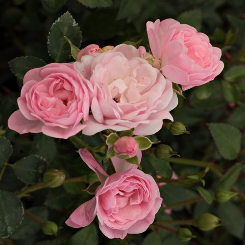 Shop - Rosa The Fairy - rosa - bodendecker rosen  - duftlos - Bentall, Ann - Beliebt auch für größere öffentliche Plätze zu bedecken mit kleinen, übbigen, Blüten in Gruppen. Vielfältig verwendbar: ohne Zurückschneiden als Bodendecker oder Randpflanze, bei